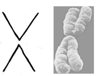 Amma's Placenta and Duplicated Chromosome