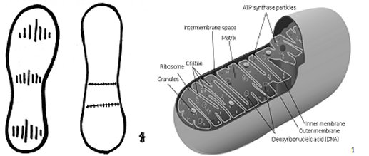 Copper Sandal and Mitochondriion