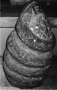 Omphalos Stone at Tullie House